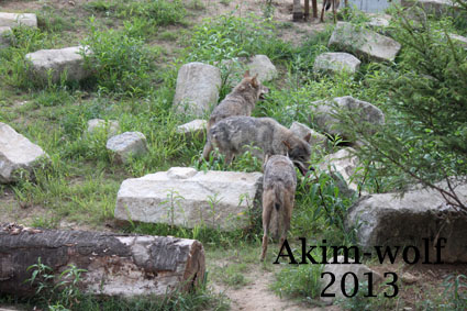 0714狼舎.jpg