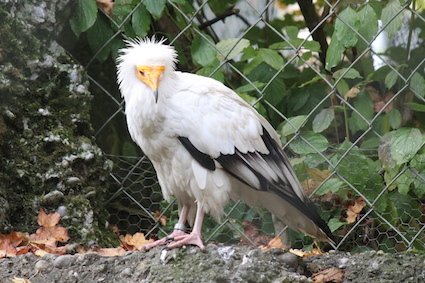 1006GWvgnQV.JPG