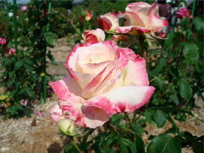 まだら薔薇