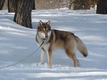 狼犬に会いに: Wolves&Me